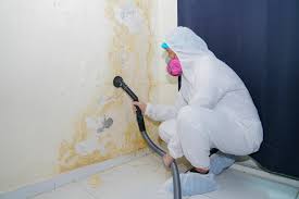 Best Attic Mold Removal  in Annetta, TX